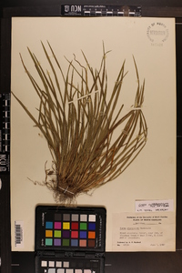 Carex cumberlandensis image