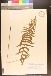 Dryopteris thelypteris image