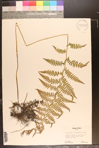 Dryopteris thelypteris image