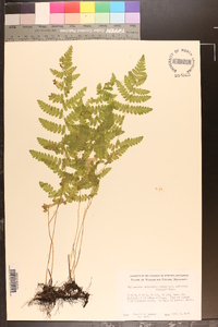 Thelypteris palustris var. pubescens image