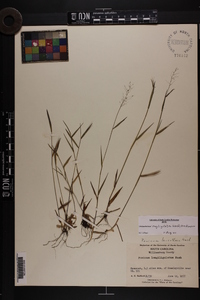 Dichanthelium acuminatum subsp. longiligulatum image