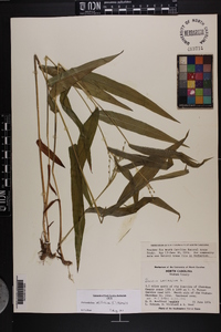 Dichanthelium latifolium image