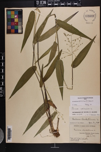 Dichanthelium latifolium image