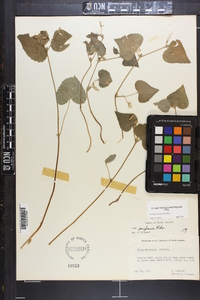 Viola pubescens var. scabriuscula image