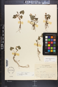 Viola pubescens var. scabriuscula image