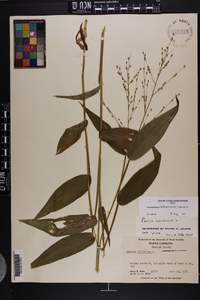 Dichanthelium latifolium image