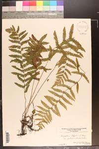 Dryopteris thelypteris var. pubescens image