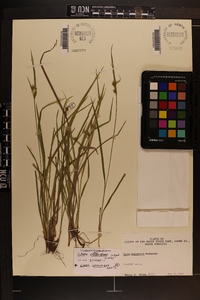 Carex crebriflora image