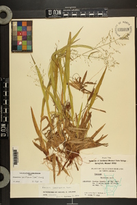 Dichanthelium laxiflorum image