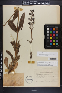 Penstemon laevigatus image