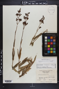 Penstemon laevigatus image