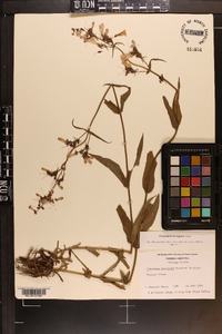 Penstemon laevigatus image