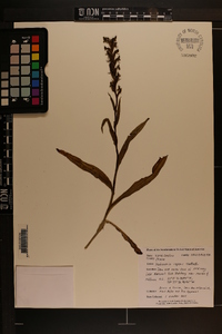 Habenaria repens image