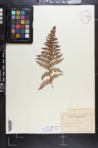 Dryopteris mindshelkensis image