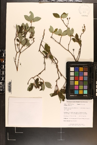 Rhododendron pilosum image