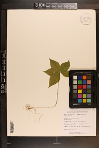 Trientalis borealis image