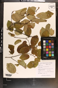 Amelanchier spicata image