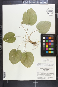 Viola rotundifolia image