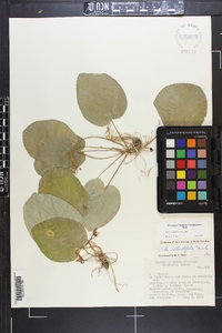 Viola rotundifolia image