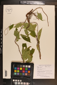 Celastrus scandens image