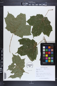 Acer nigrum image