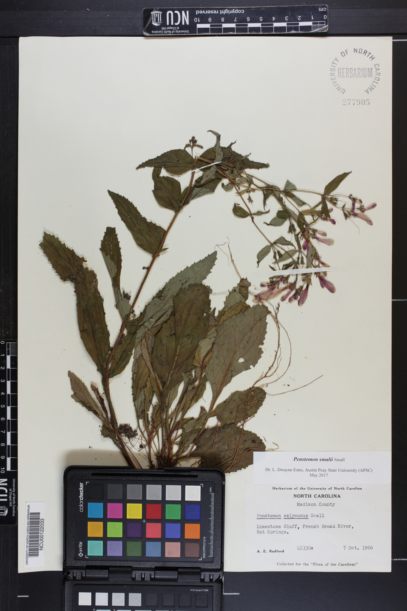 Penstemon smallii image