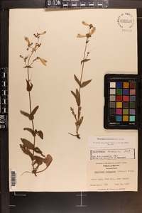 Penstemon canescens image