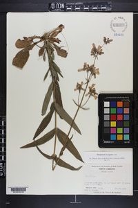 Penstemon laevigatus image