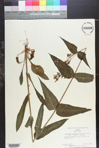 Penstemon laevigatus image