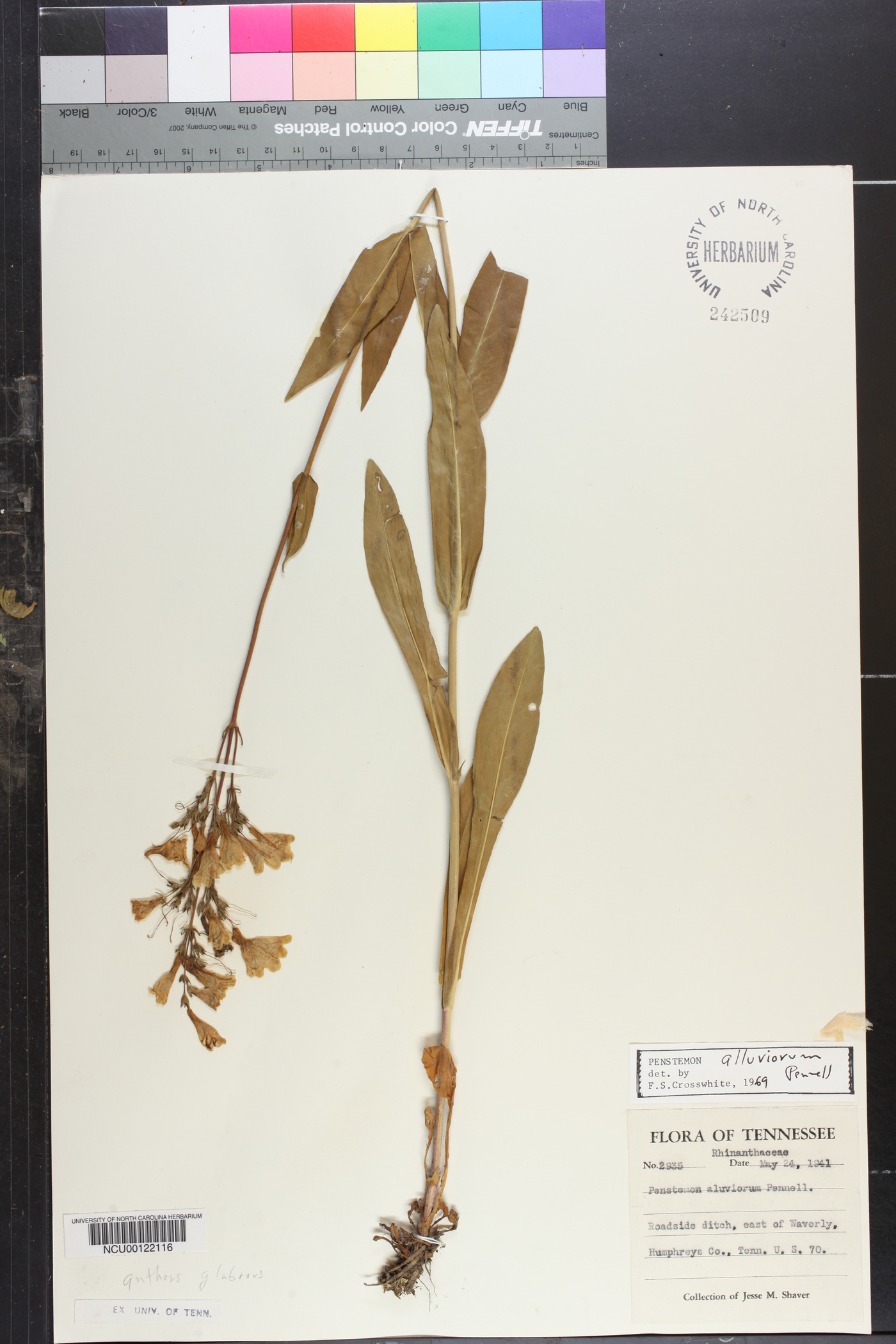 Penstemon alluviorum image