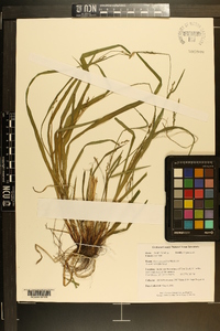 Carex purpurifera image