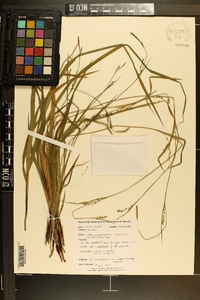 Carex purpurifera image