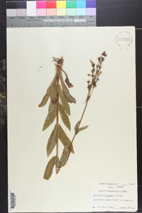 Penstemon laevigatus image