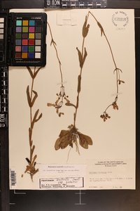 Penstemon australis image