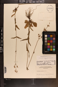 Penstemon australis image