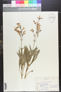 Penstemon australis image