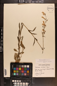 Penstemon australis image