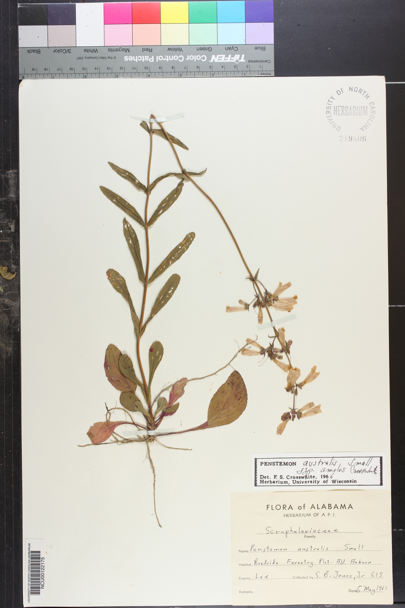 Penstemon australis subsp. laxiflorus image