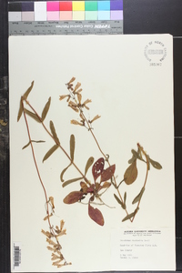 Penstemon australis image