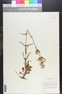 Penstemon australis image