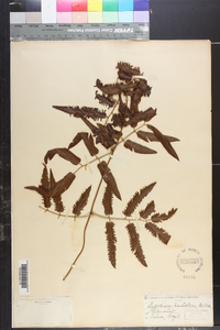 Image of Lygodium hastatum