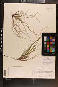 Carex austrodeflexa image