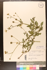 Bidens alba image