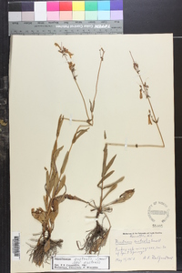 Penstemon australis subsp. australis image