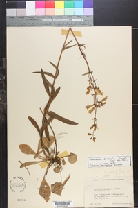 Penstemon australis image