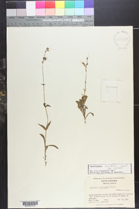 Penstemon australis subsp. australis image