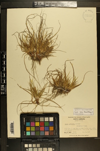 Carex tonsa image