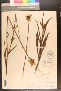 Helianthus heterophyllus image