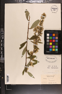 Solidago squarrosa image