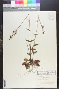 Penstemon australis subsp. australis image